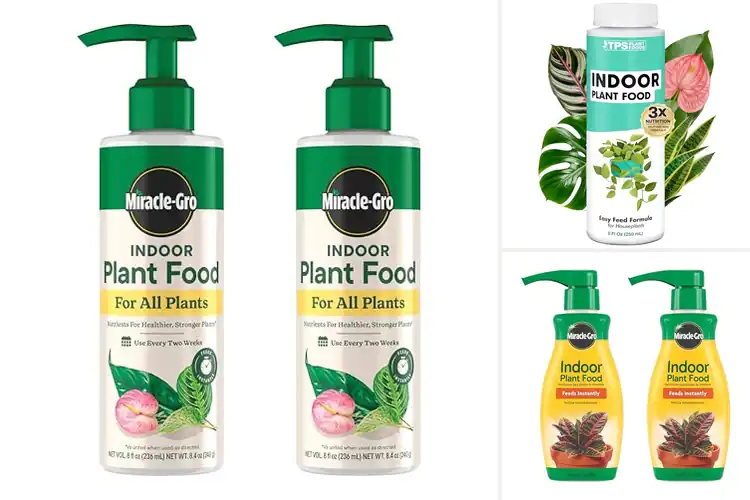 Detailed view of Best Fertilizers For Indoor Plants