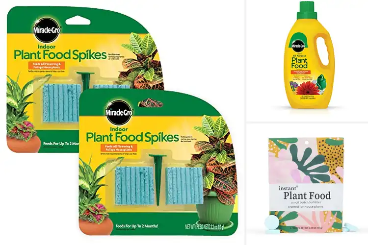 Detailed view of Best Houseplant Feeding Solutions for Thriving Indoor Greens