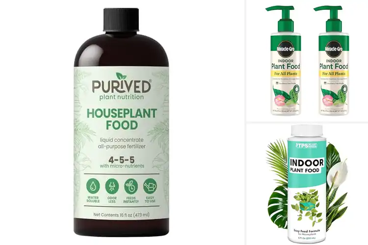 Detailed view of Best Houseplant Foods
