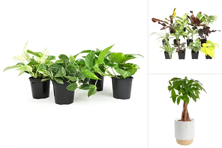 Detailed view of Best Houseplants