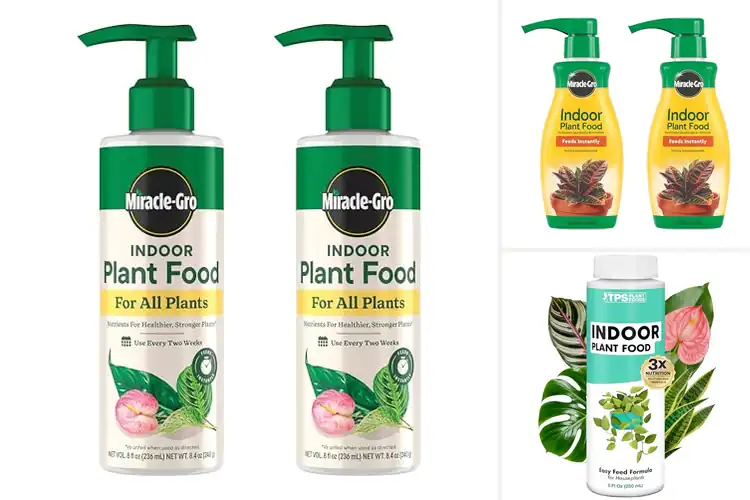 Detailed view of Best Indoor Plant Foods for Vibrant Growth