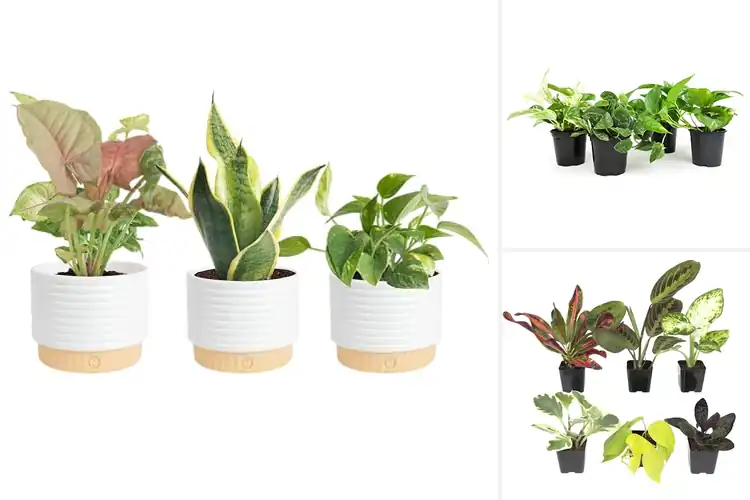 Detailed view of Best Indoor Plants