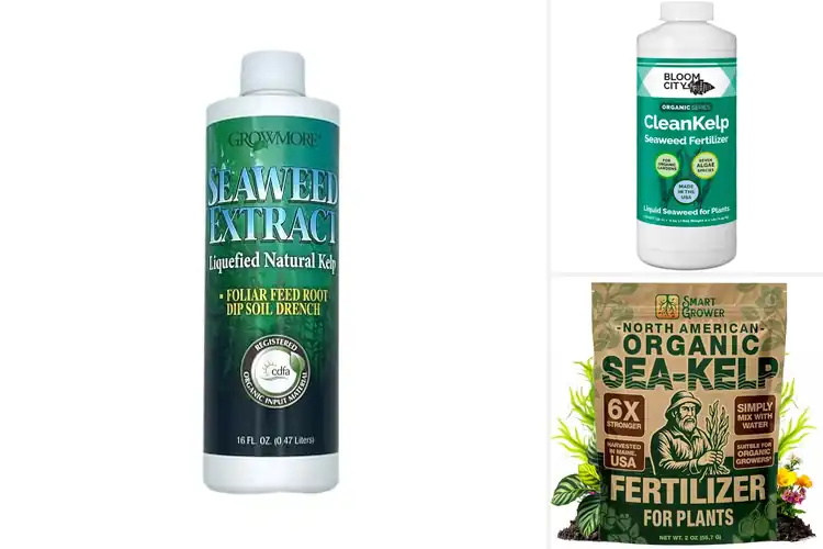 Detailed view of Best Kelp Extract Fertilizers For Plants