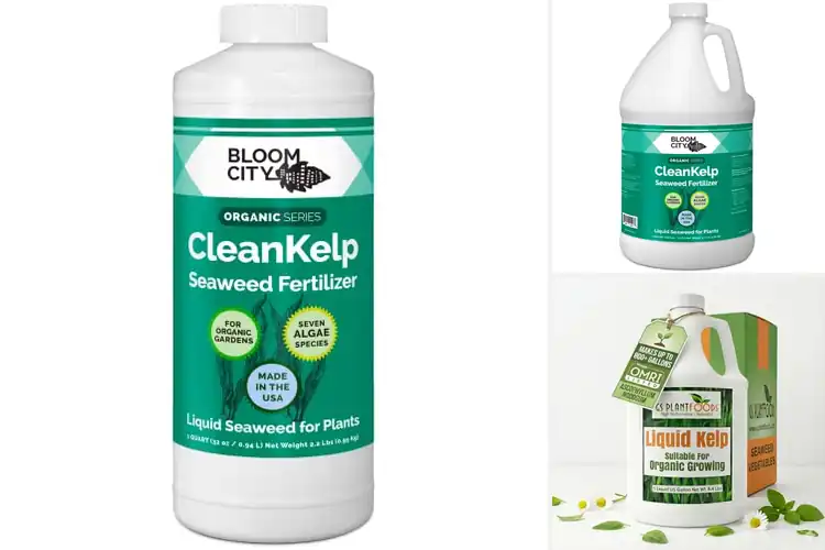 Detailed view of Best Kelp Fertilizers For Plants: Boost Growth Naturally