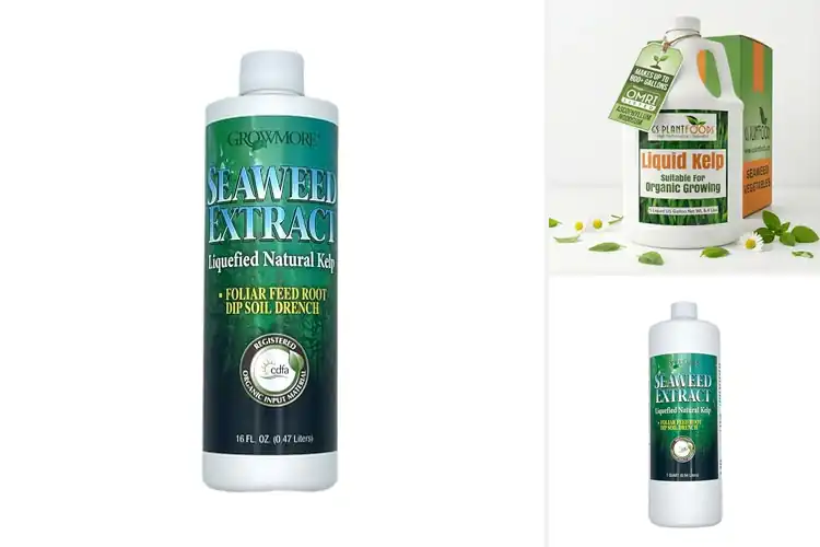 Detailed view of Best Natural Plant Foods With Kelp Extracts