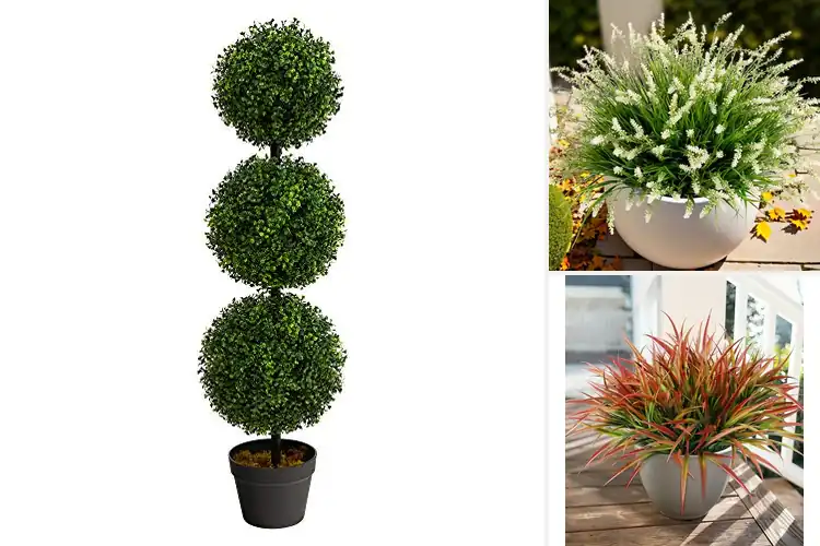 Detailed view of Best Outdoor Plants to Instantly Elevate Your Space