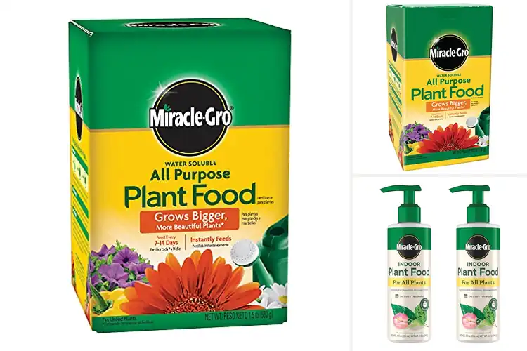 Detailed view of Best Plant Foods: Top Picks for a Thriving Garden